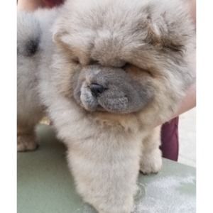 Meet your Posher, Wanda